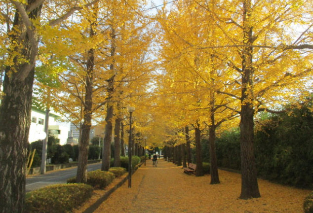 宇都宮駅東公園の紅葉