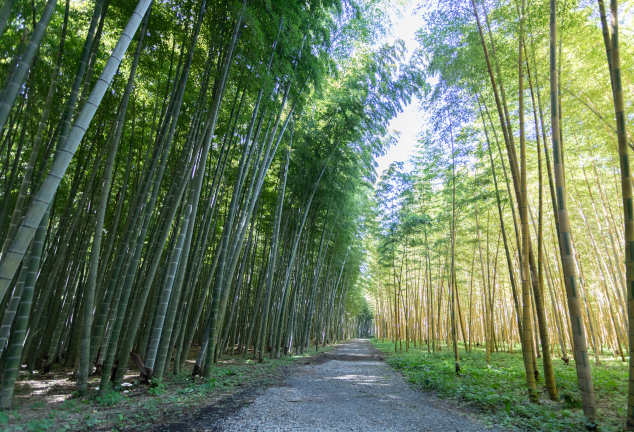 若竹の杜 若山農場