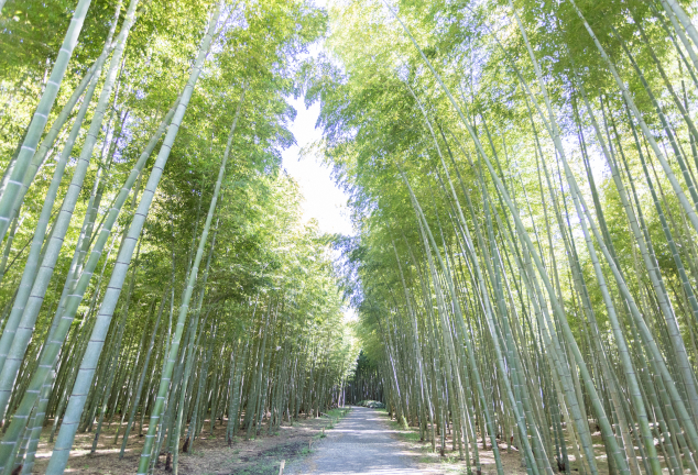 若竹の杜 若山農場